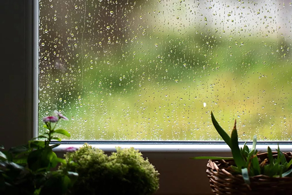 потеют окна от растений